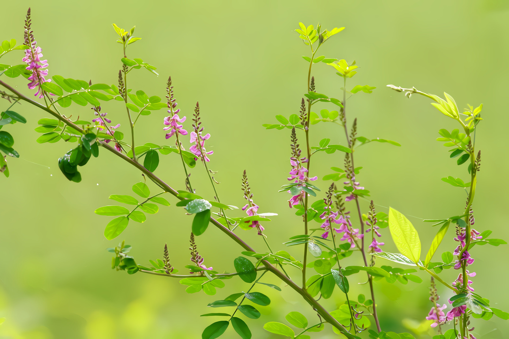 Pink Wildflower