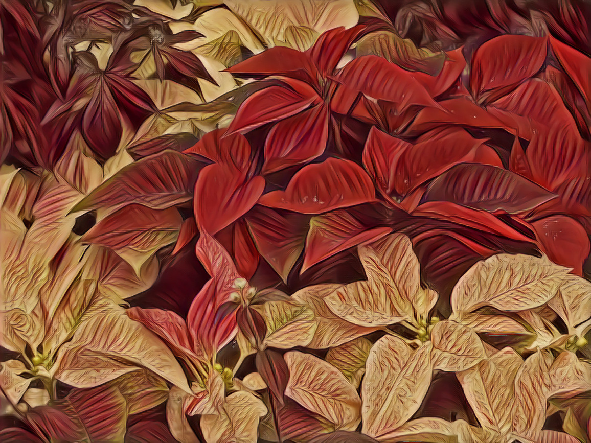 Poinsettia #2 - Krone Conservatory