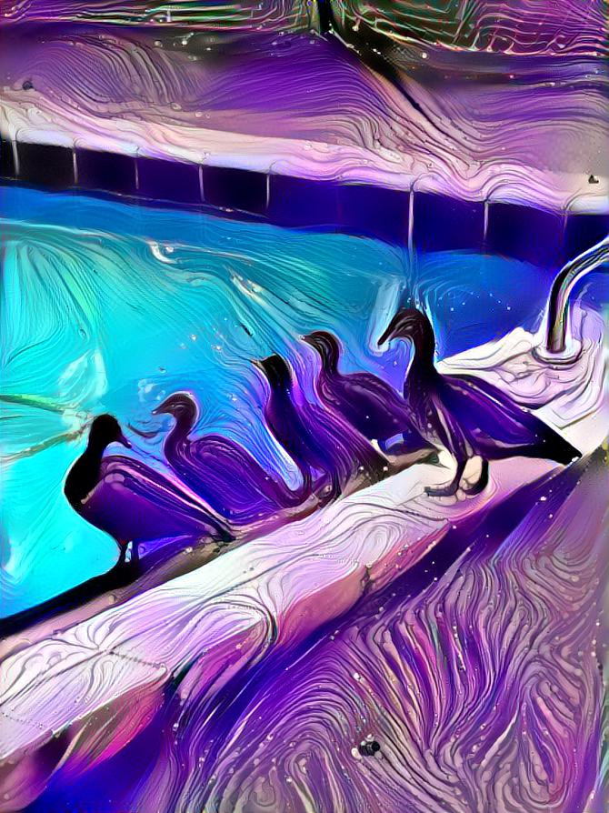 Dreamy Ducks