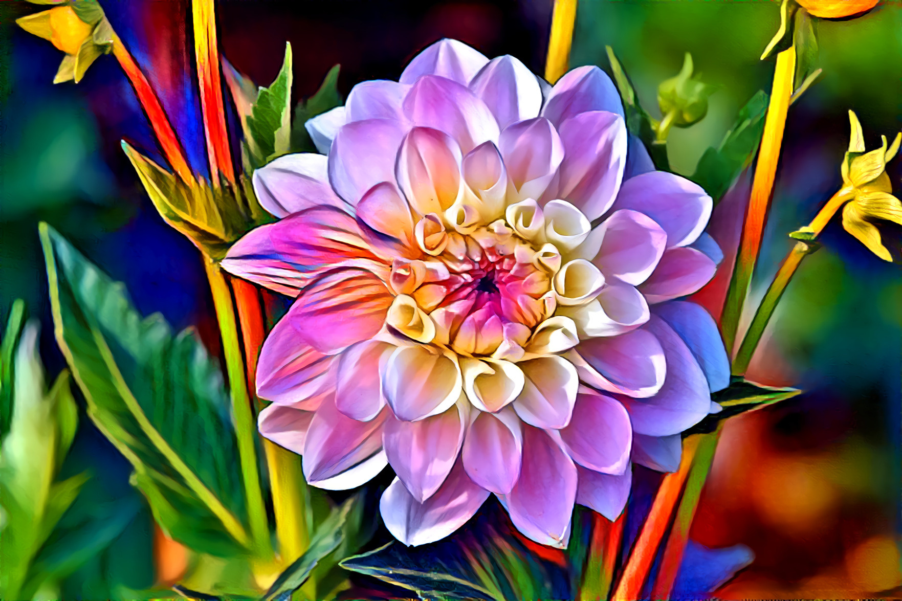 Dahlia 2