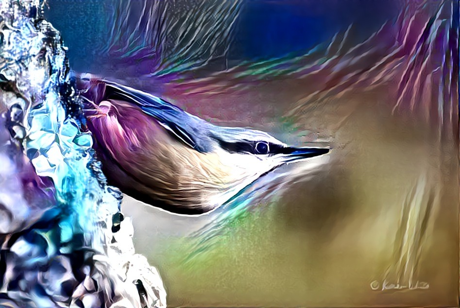 Nuthatch