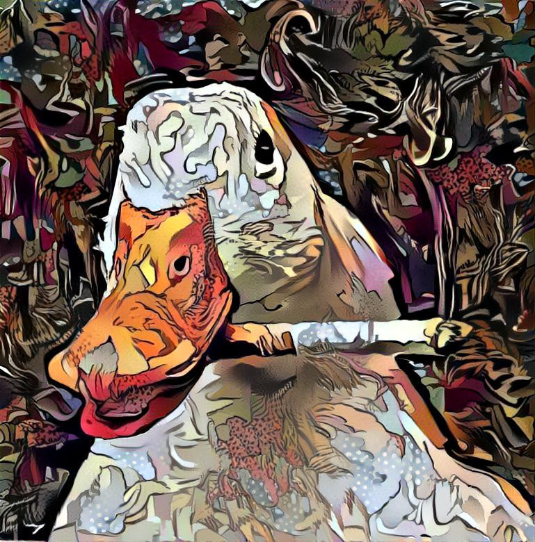 duck