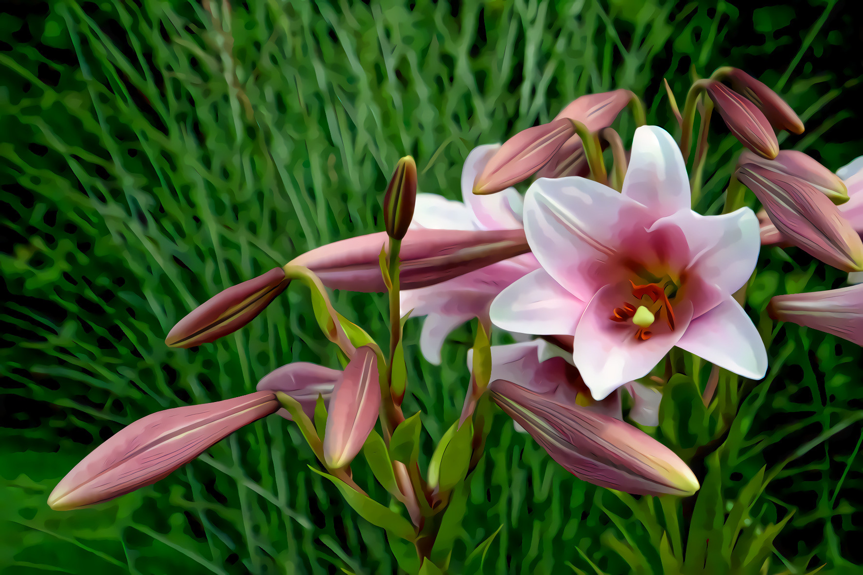 Pink Lilies