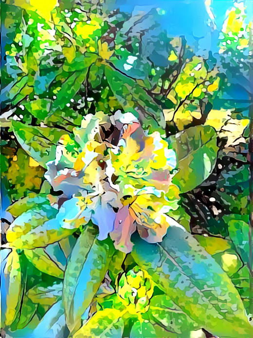 Rhododendron