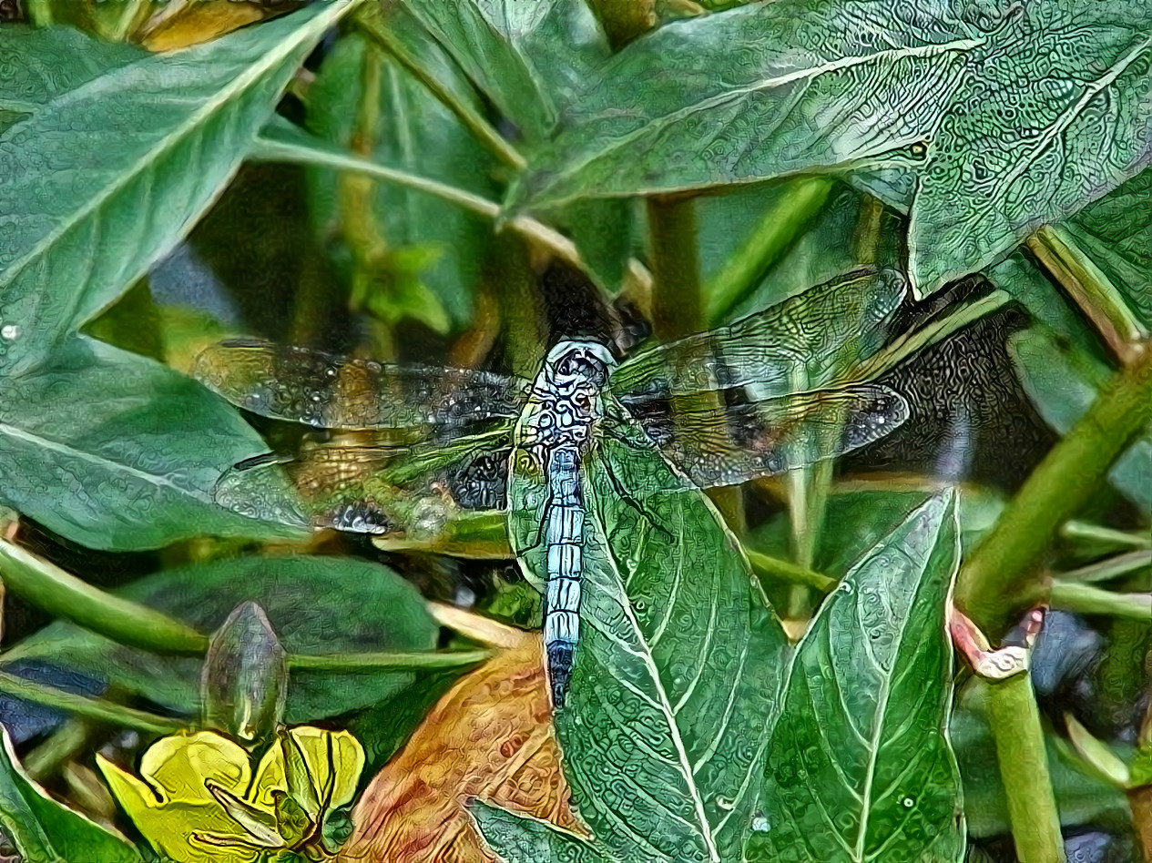 Dragonfly