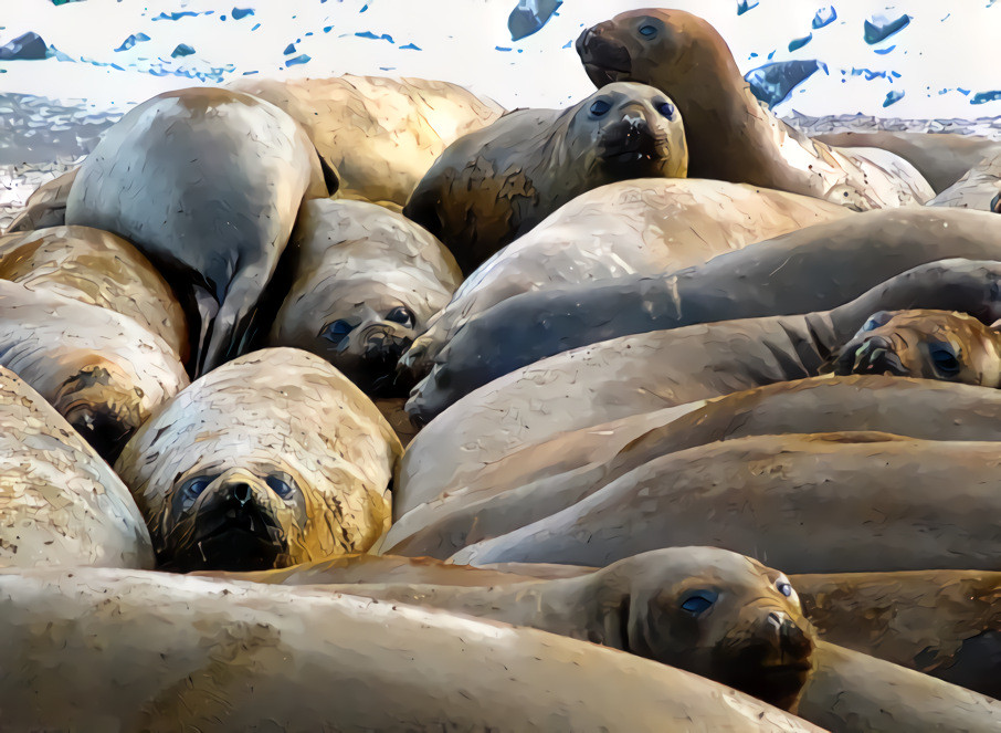 Male Elephant Seals - Noisy at Both Ends