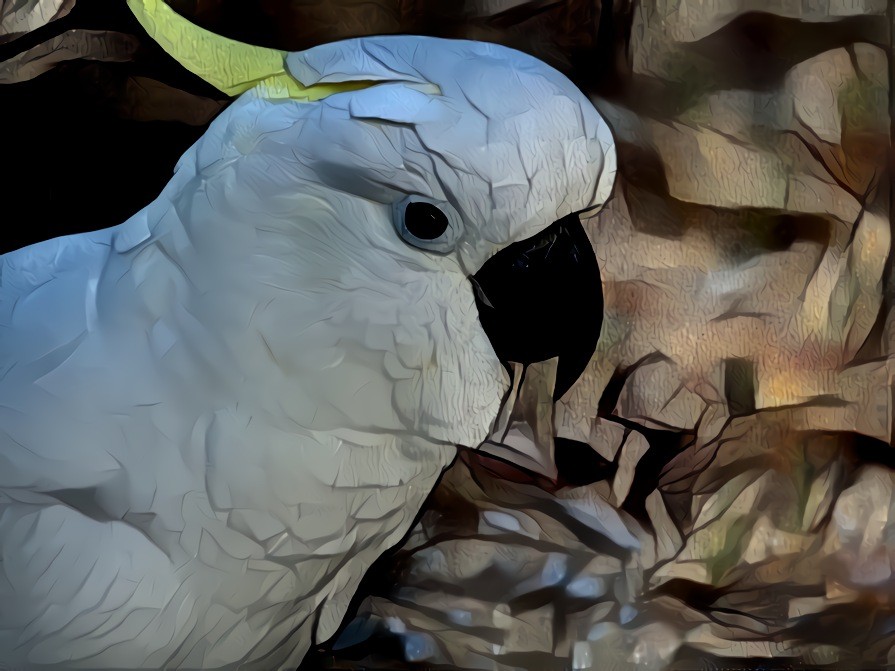 The Cockatoo