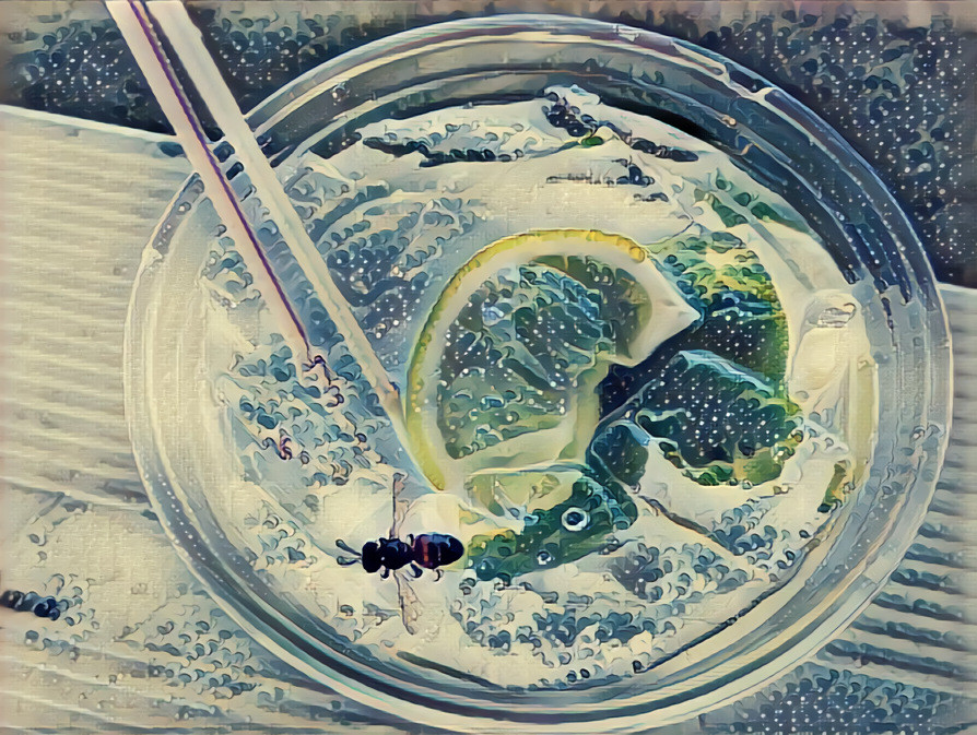 The Wasp Died Happily in the Gin and Tonic