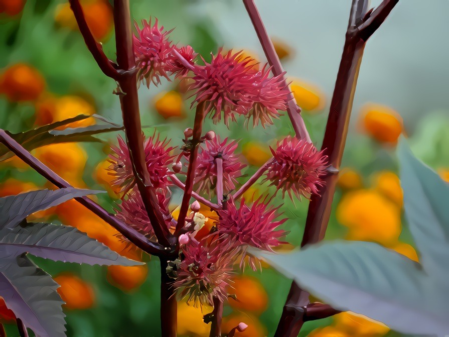 Castor Oil plant