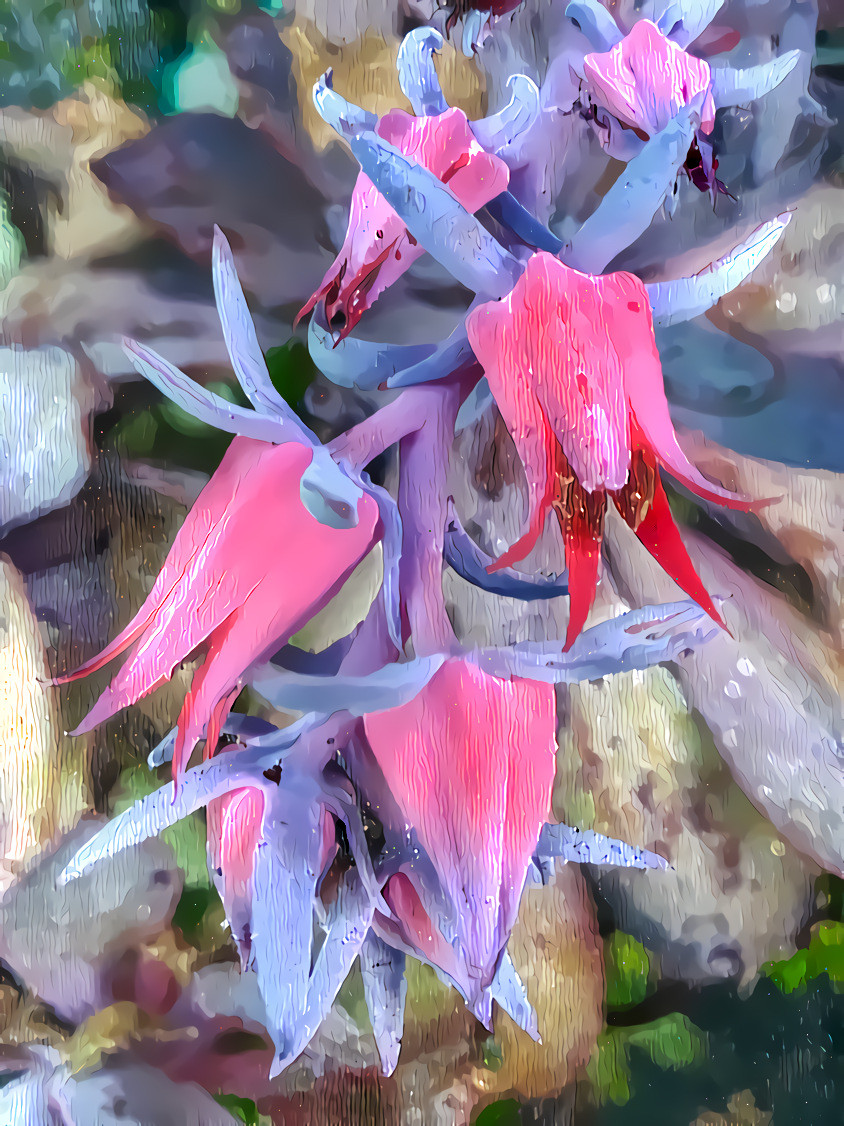 Desert Flowers