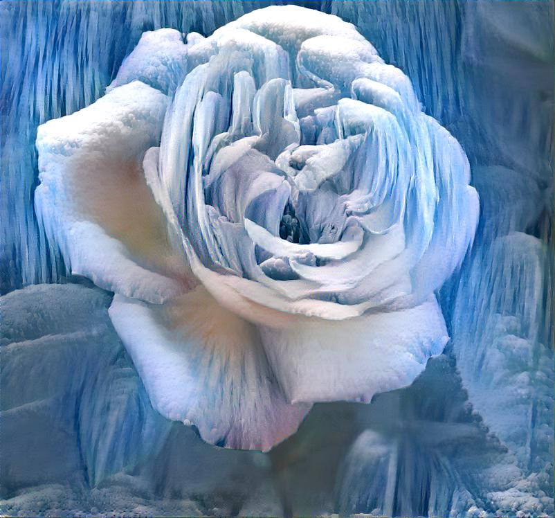 Ice rose