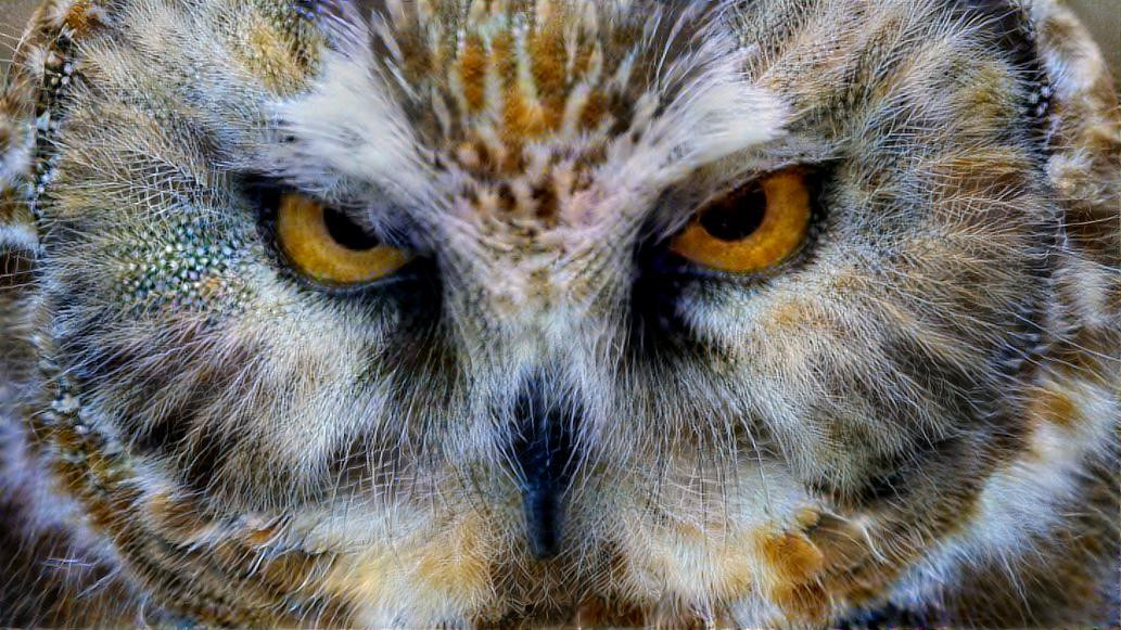 Deep Dream: Grey Owl (Ver.5)