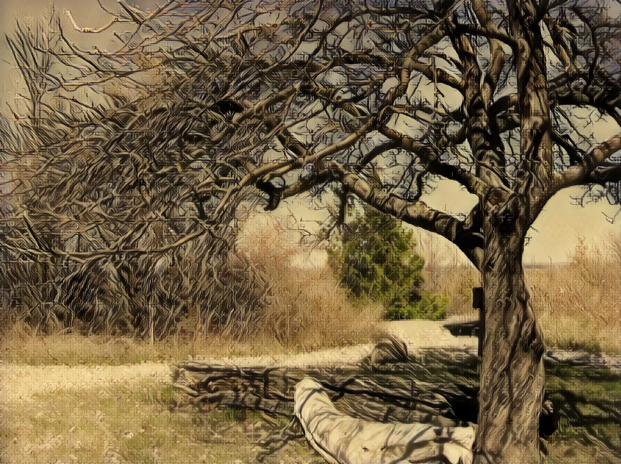 Highly Weathered Old Tree