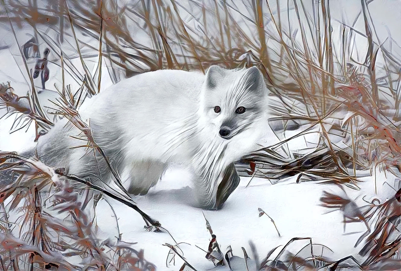 Arctic Fox