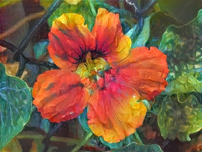 Nasturtium