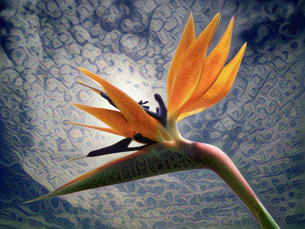 Bird of Paradise, Blue Sky