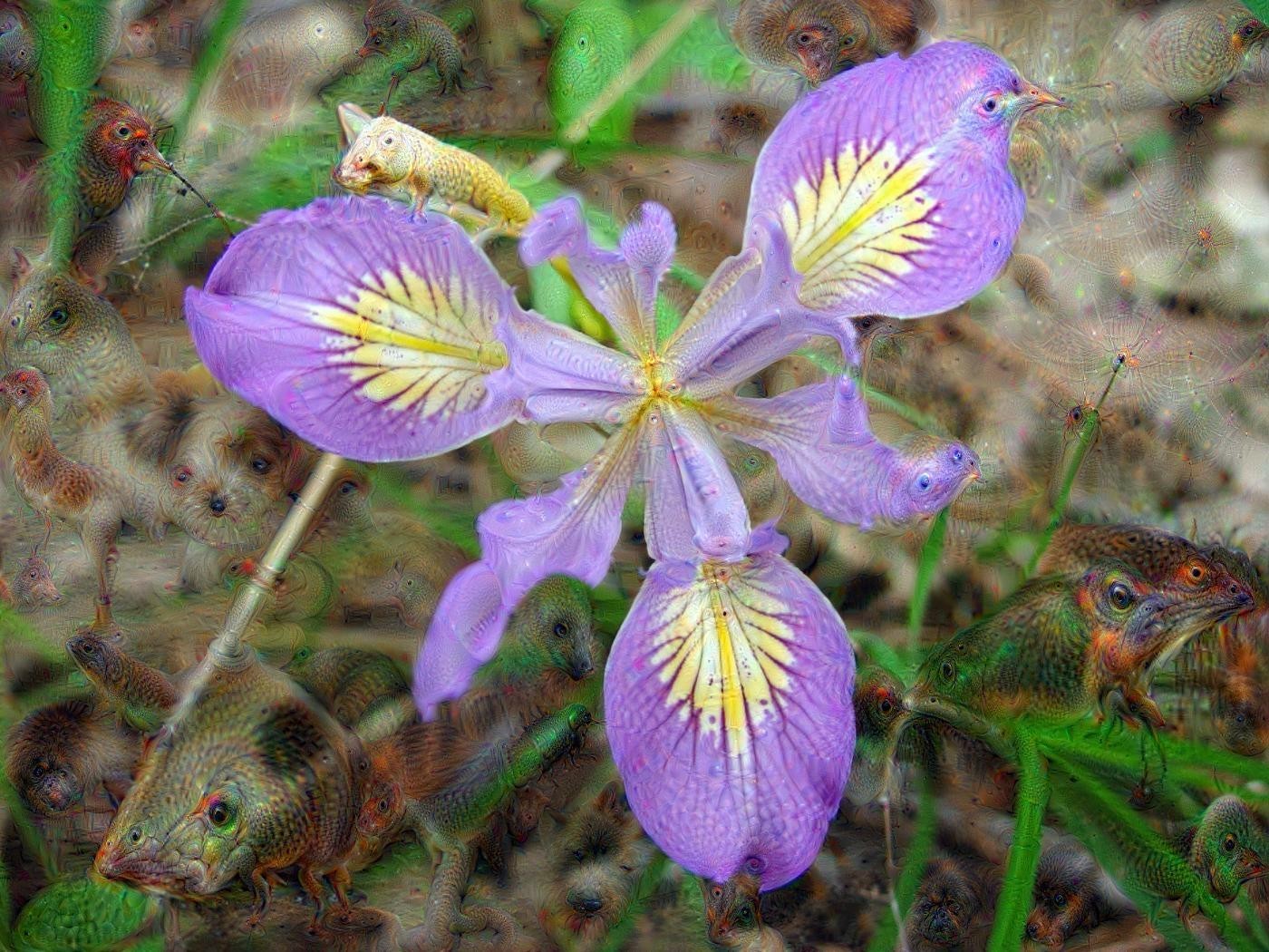 lavender iris