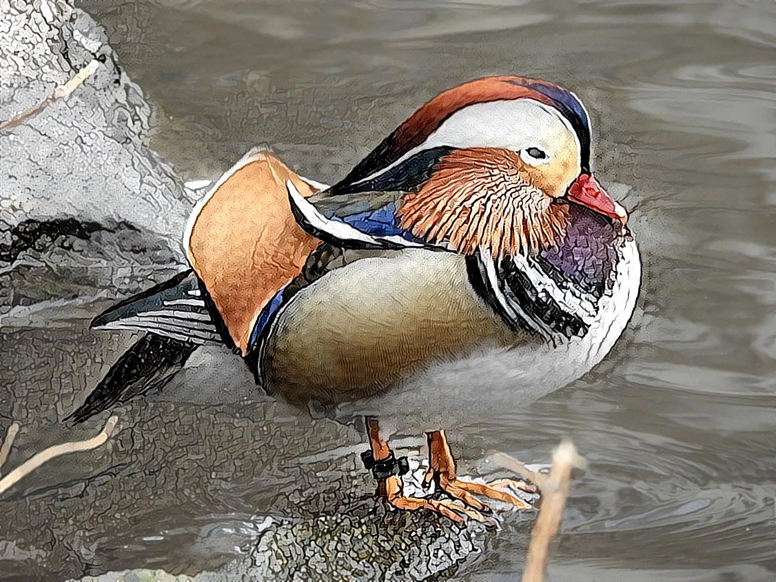 Central Park Manderin Duck