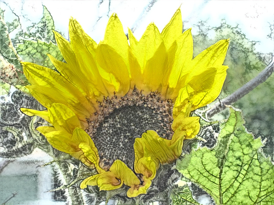 Sun Flower 1