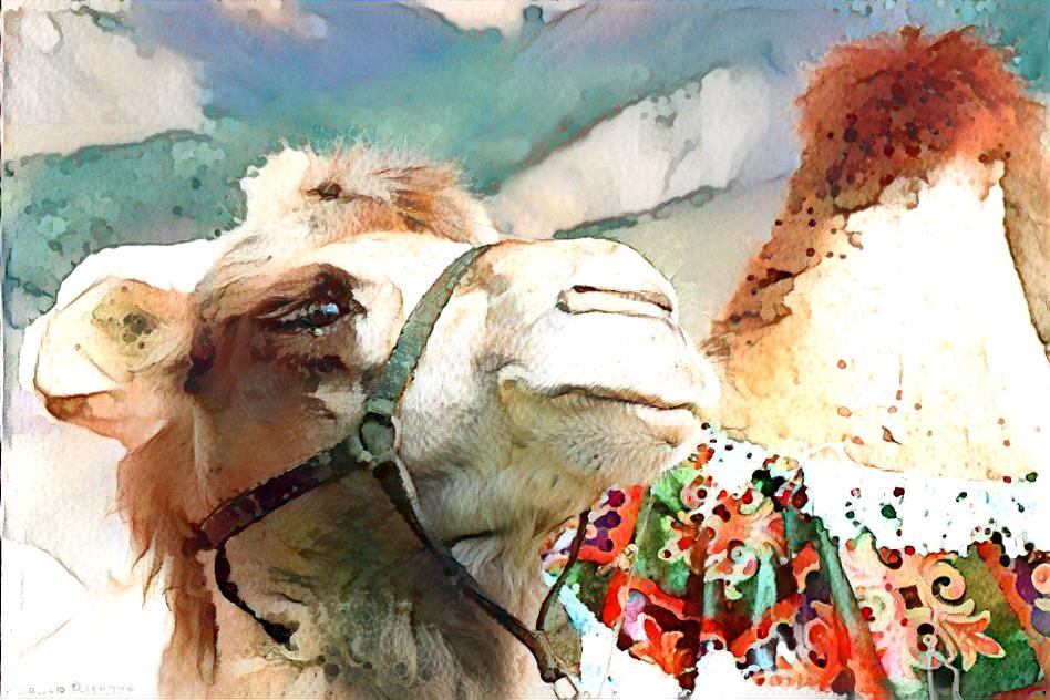 camel2