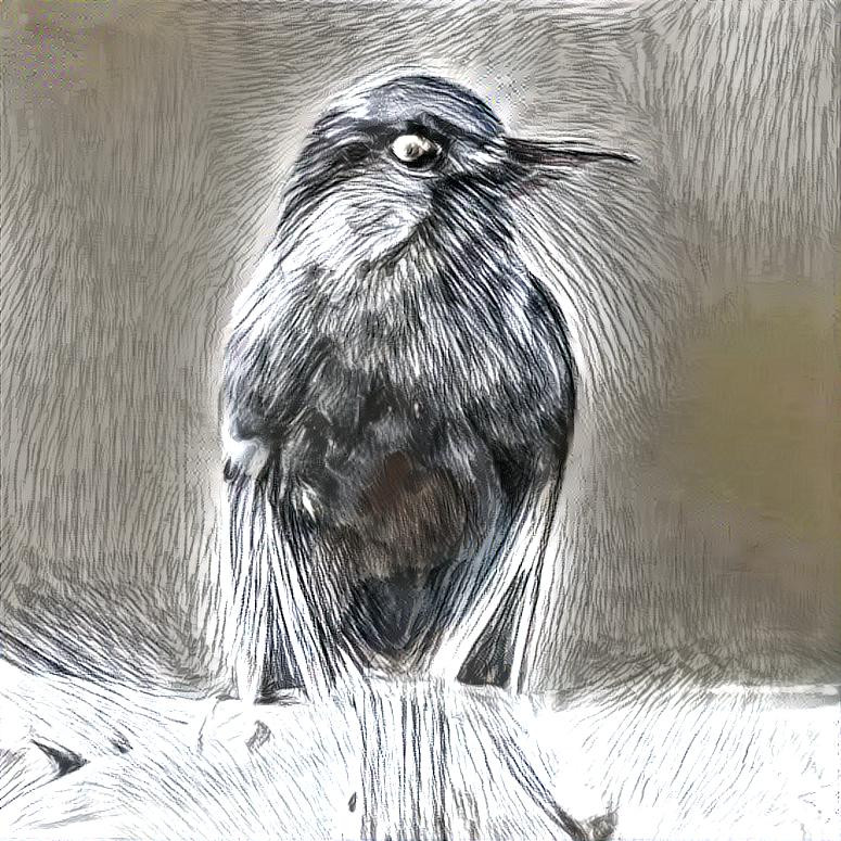 bird drawing