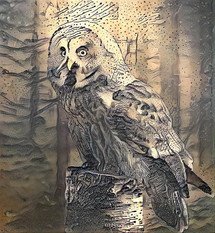 Owl