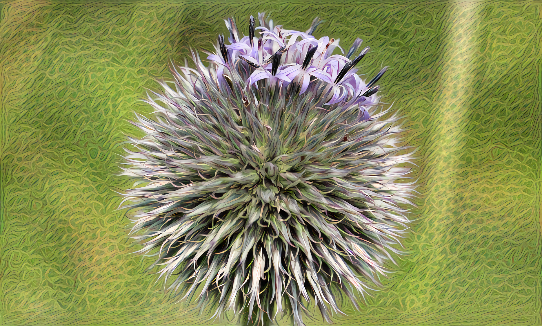 Globe Thistle Bloom