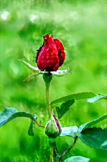 Rosebud