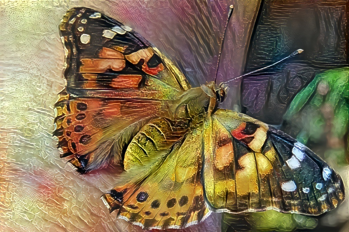 Butterfly