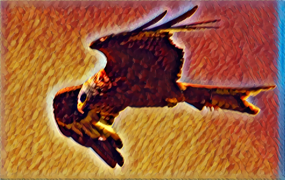 red kite