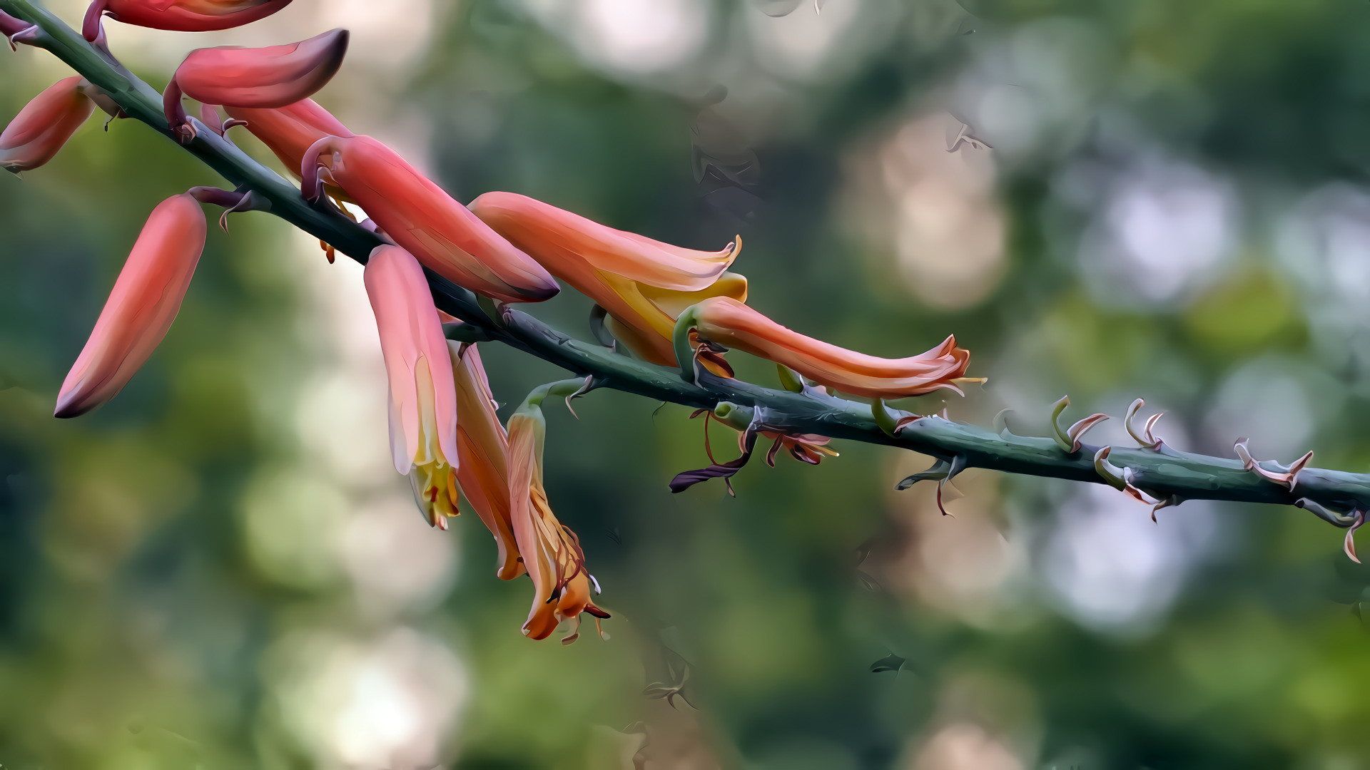 Aloe Vera Blossoms