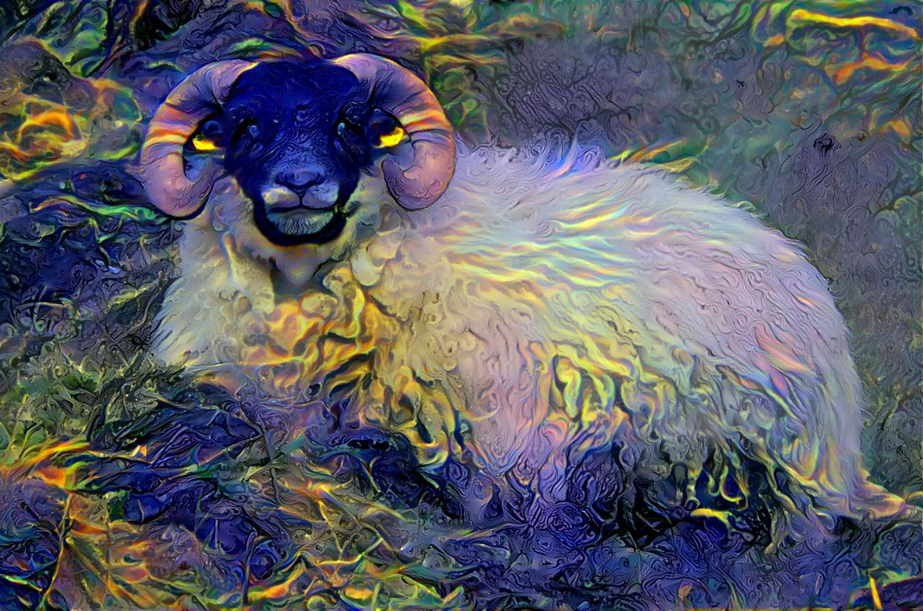 Schaap