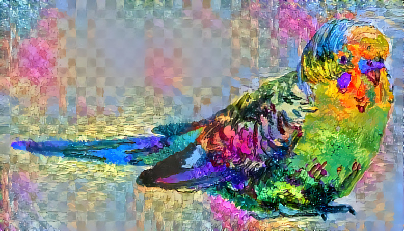 Rainbow budgie