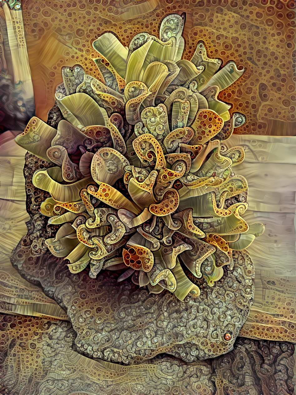 Succulent fractal