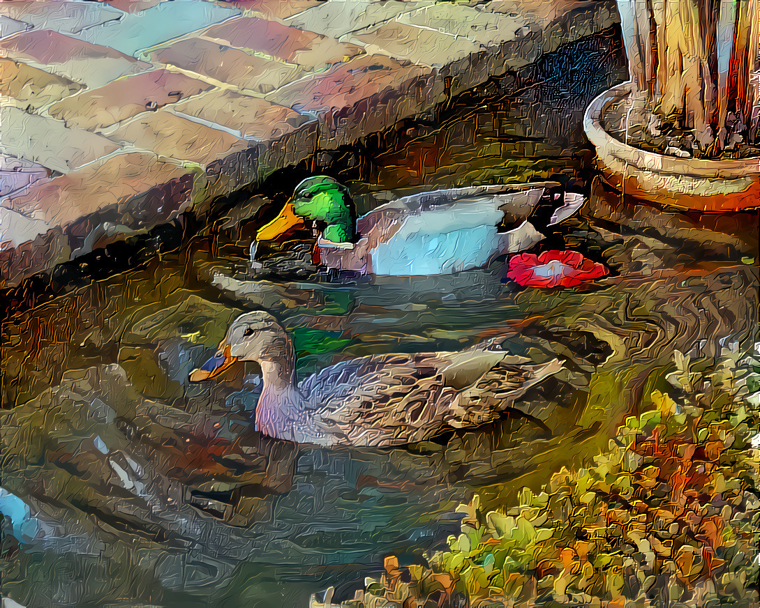 A Pair of Mallards in a Very Small Pond. Source is my own photo.