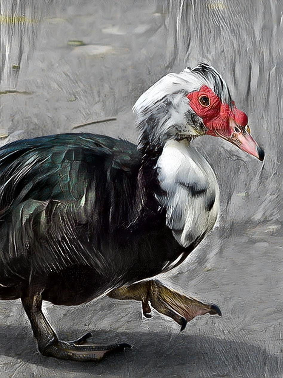 Muscovy Duck