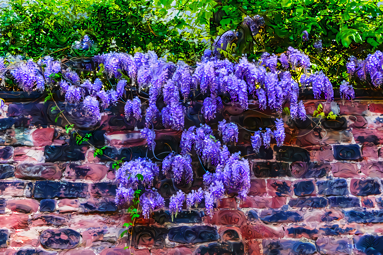 Wisteria