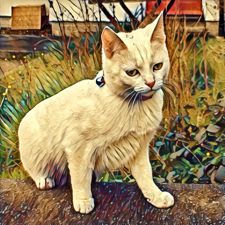 White cat