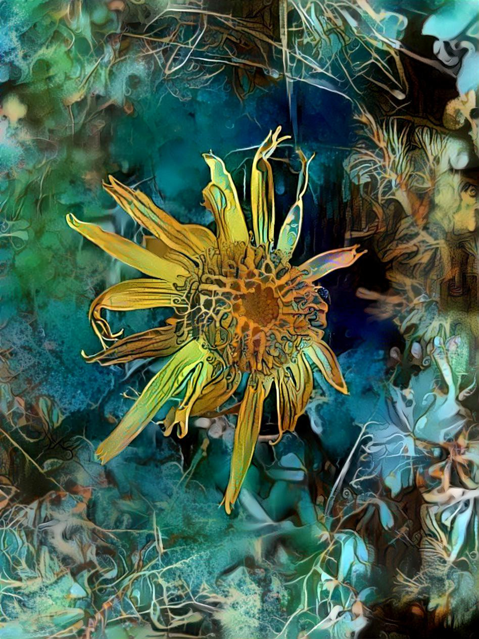 Arnica montana 2