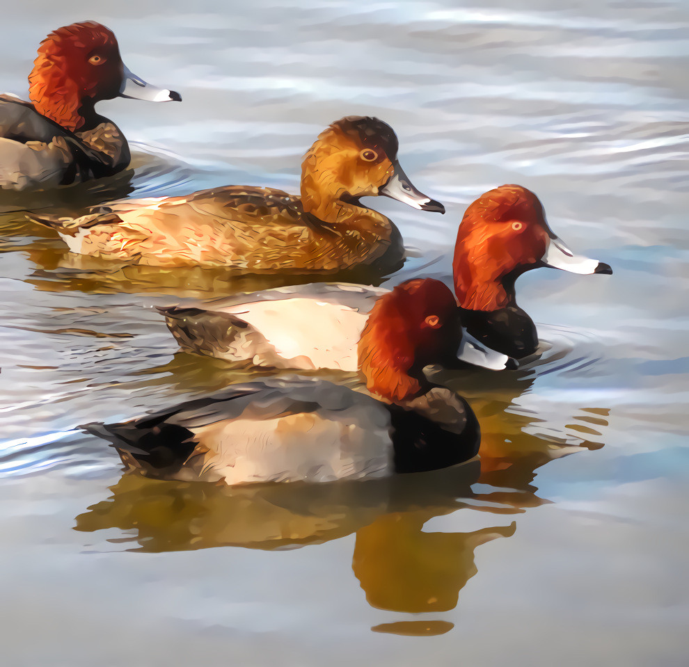 Redhead ducks