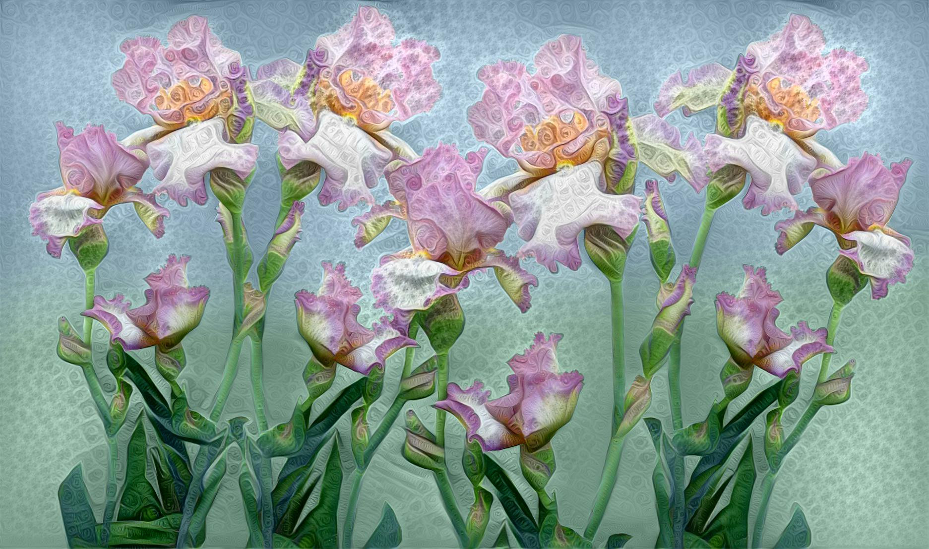 Pale Pink Iris