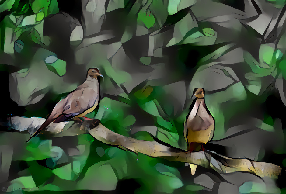 Mourning Doves