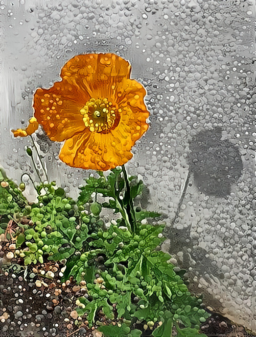 Random Poppy