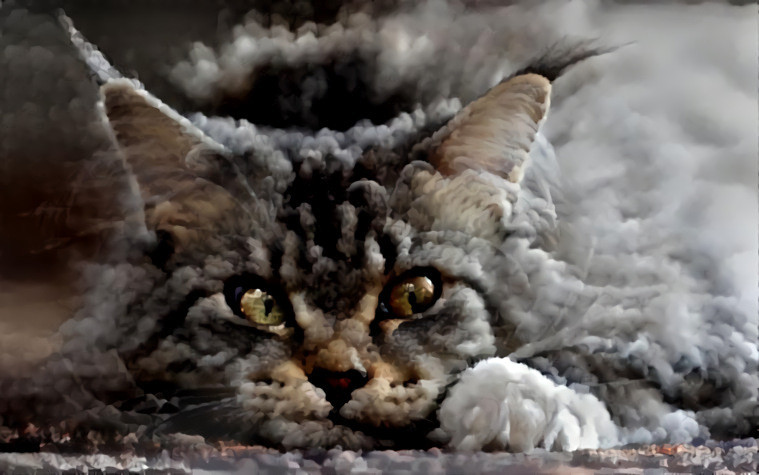 Maine Coon Cloud