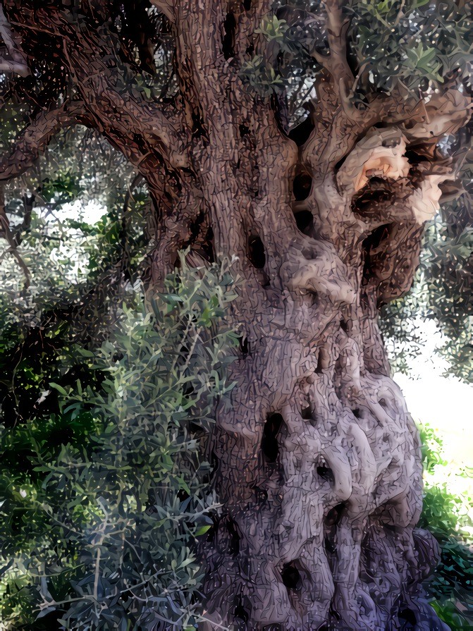 Old Olive Tree Trunk