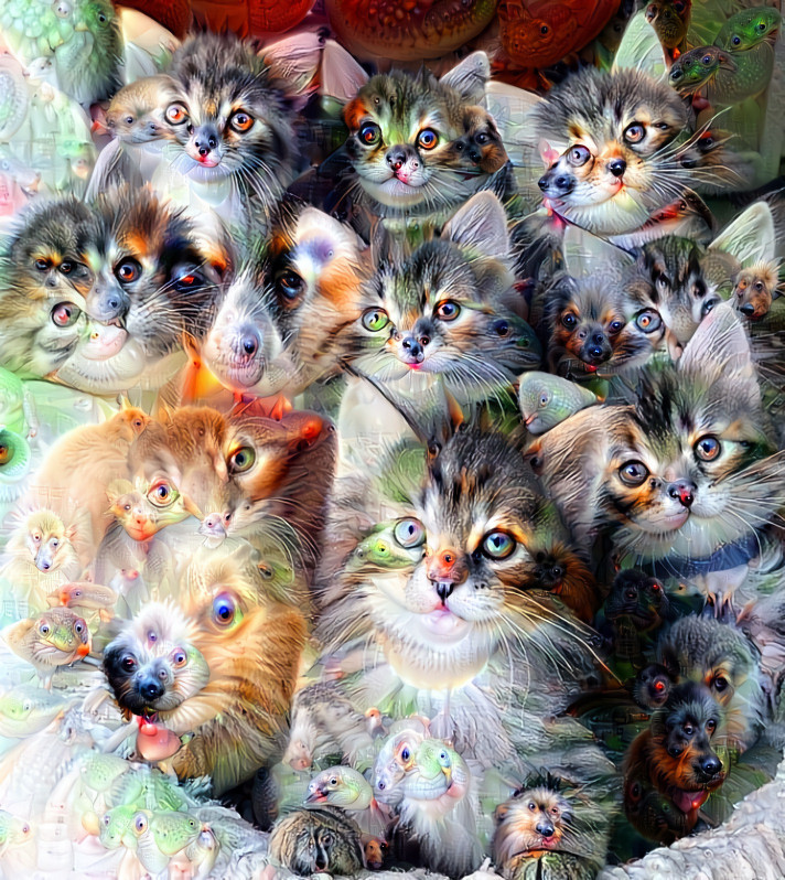 Eyes of the Cats