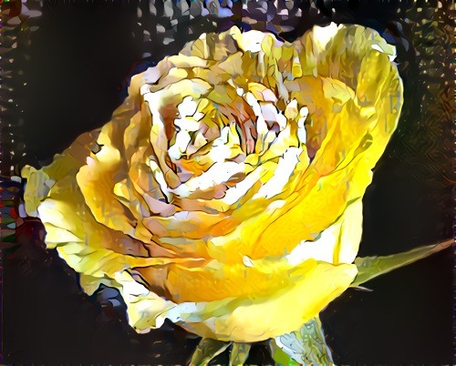 Yellow rose