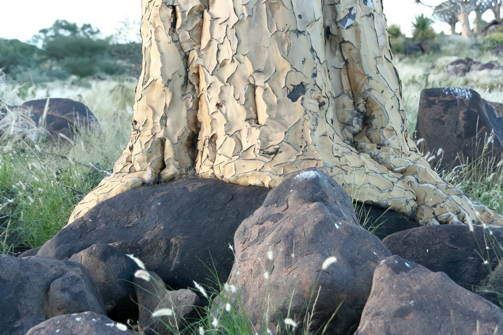 Quiver Tree Bark, Roots and Rocks, Namibia