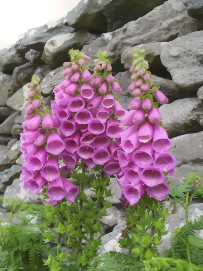 Foxglove