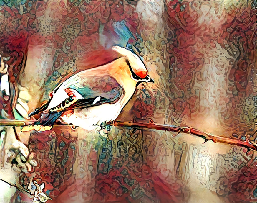 CedarWaxWing